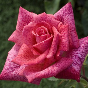 Ruža čajevke - Ruža - Pierre Cardin® - 